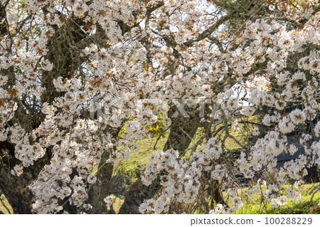 Kitamuki Jizo Cherry Blossoms 100288229
