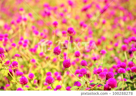Sennichikou花 100288278