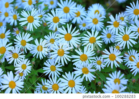 野花花 野花花 100288283