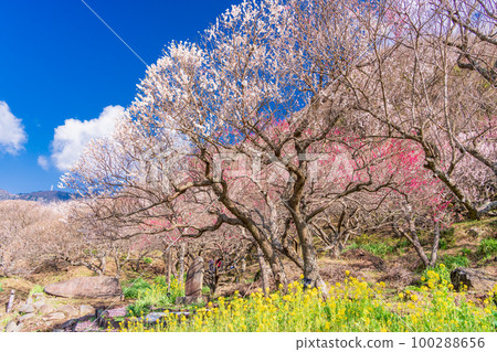 (Kanagawa Prefecture) Yugawara Plum Grove, Plum Banquet 100288656