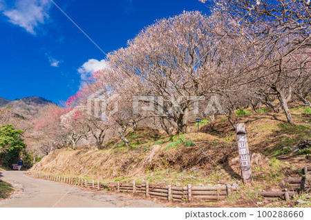 (神奈川縣)湯河原梅林、梅宴 (神奈川縣)湯河原梅林、梅宴 100288660