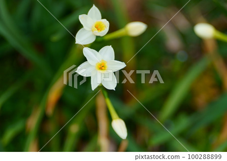 白色的水仙花花 100288899