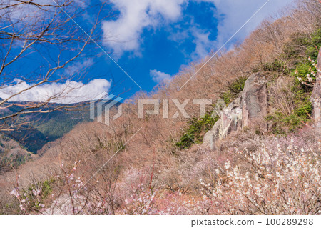 (神奈川縣)湯河原梅林白梅盛開和攀岩者 (神奈川縣)湯河原梅林白梅盛開和攀岩者 100289298