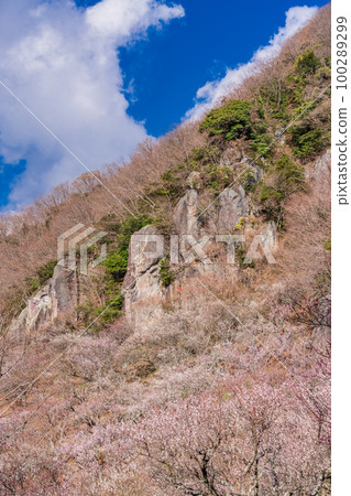 （神奈川縣）湯河原梅林白梅盛開和攀岩者 100289299
