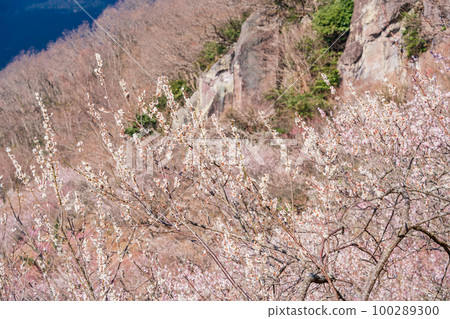 （神奈川縣）湯河原梅林白梅盛開和攀岩者 100289300