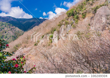 (神奈川縣)湯河原梅林白梅盛開和攀岩者 (神奈川縣)湯河原梅林白梅盛開和攀岩者 100289304