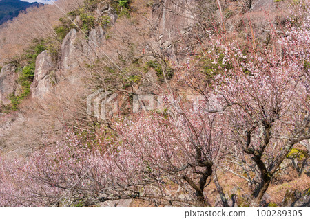 （神奈川縣）湯河原梅林白梅盛開和攀岩者 100289305