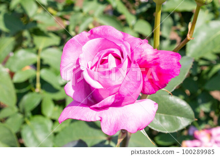 Rose [Variety: Charles de Gaulle] 100289985
