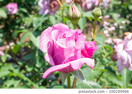 Rose [Variety: Charles de Gaulle] 100289986