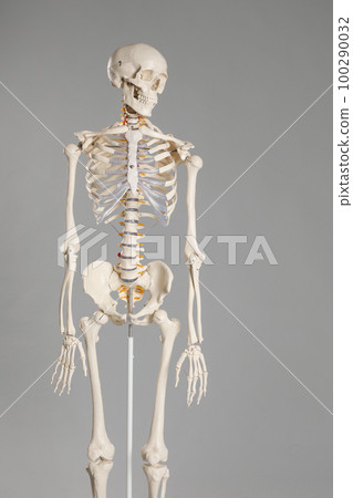Artificial human skeleton model on grey background 100290032