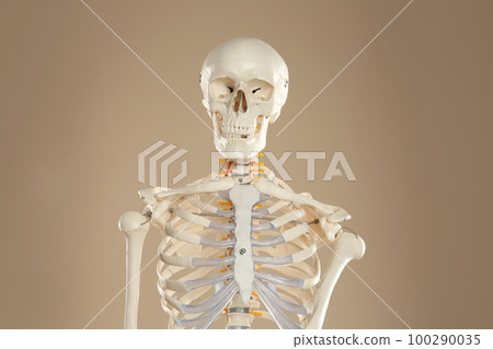 Artificial human skeleton model on beige background Artificial human skeleton model on beige background 100290035