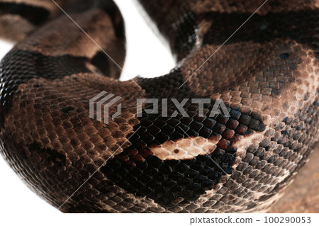 Closeup view of brown boa constrictor. Exotic snake 100290053