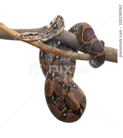 Brown boa constrictor on tree branch against white background 100290062