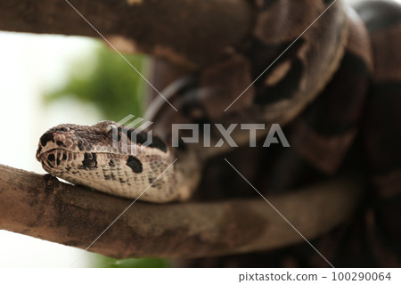 Brown boa constrictor on tree branch outdoors, closeup Brown boa constrictor on tree branch outdoors, closeup 100290064