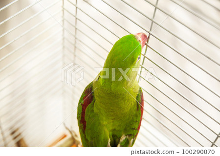 Beautiful Alexandrine Parakeet in cage, above view 100290070