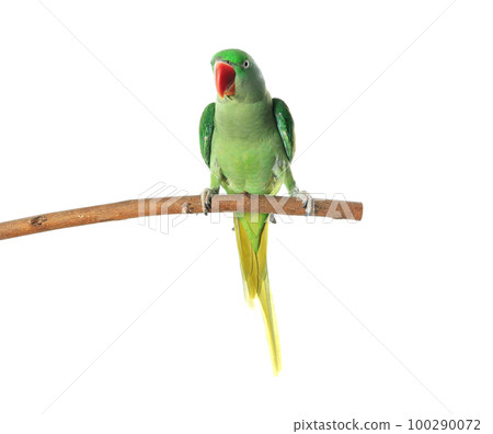 Beautiful Alexandrine Parakeet on tree branch against white background Beautiful Alexandrine Parakeet on tree branch against white background 100290072