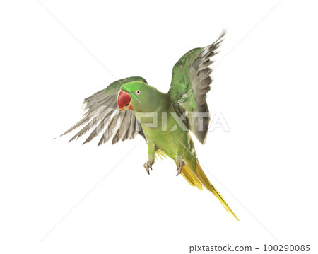 Beautiful Alexandrine parakeet flying isolated on white 100290085