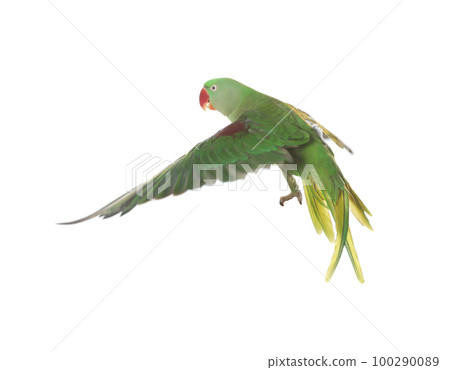 Beautiful Alexandrine parakeet flying isolated on white Beautiful Alexandrine parakeet flying isolated on white 100290089