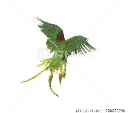 Beautiful Alexandrine parakeet flying isolated on white Beautiful Alexandrine parakeet flying isolated on white 100290090