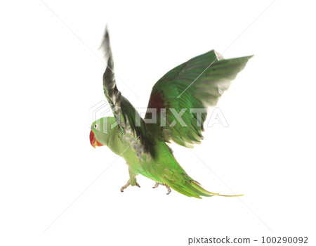 Beautiful Alexandrine parakeet flying isolated on white 100290092