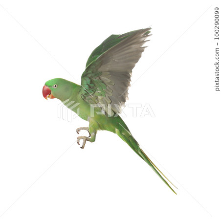 Beautiful Alexandrine parakeet flying isolated on white 100290099