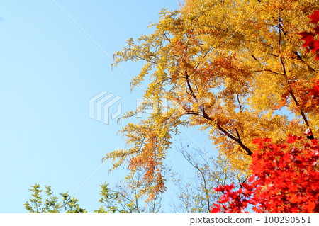 黃葉水杉葉 黃葉水杉葉 100290551