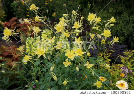 Columbine aquilegia Columbine aquilegia 100290591