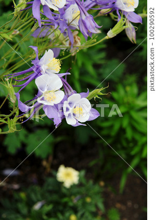 耬斗菜 耬斗菜 100290592