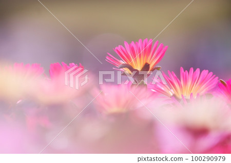 五顏六色的雛菊花 100290979