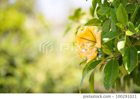 Turmeric wrapper bana Turmeric wrapper bana 100291021