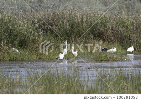 African spoonbush 100291058