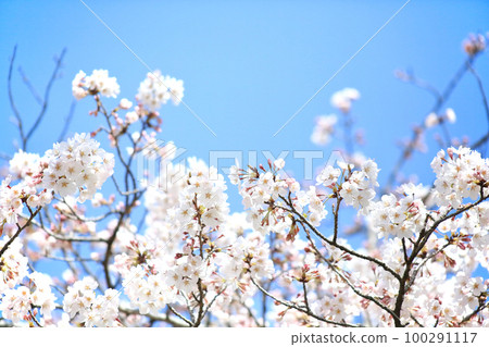 Light cherry tree 100291117