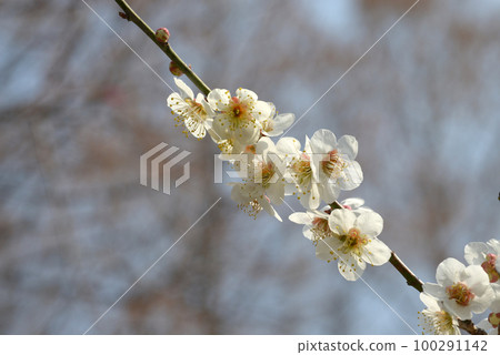 上州四郎梅之花 上州四郎梅之花 100291142