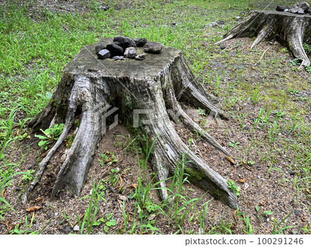 Tree root 100291246