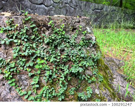 Tree root 100291247