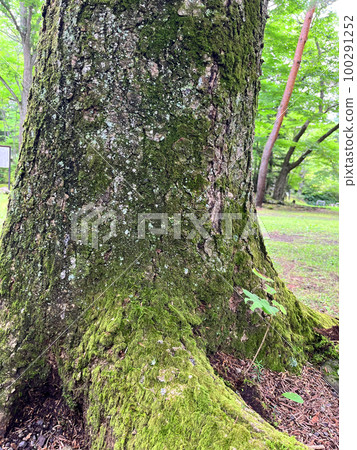 Tree root 100291252