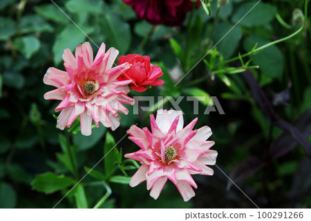 Ranunculus Ranunculus 100291266