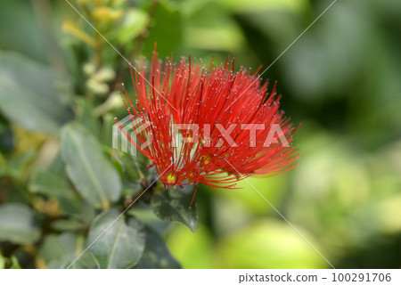 Hawaiian rose-apple 100291706