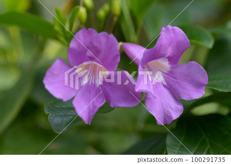 Bignonia magnifica Bignonia magnifica 100291735