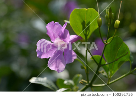 Bignonia magnifica Bignonia magnifica 100291736
