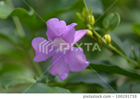Bignonia magnifica Bignonia magnifica 100291738