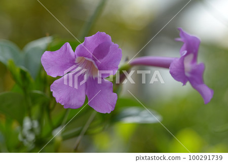 Bignonia magnifica 100291739