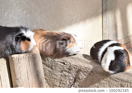 Guinea pig Guinea pig 100292385