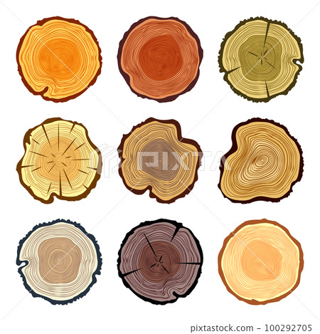 Round colorful tree trunk cuts, sawn pine or oak slices, lumber. Saw cut timber, wood. Brown wooden texture with tree rings. Hand drawn sketch. Vector illustration 100292705