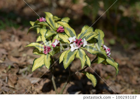 Zinbo gauze 100293187