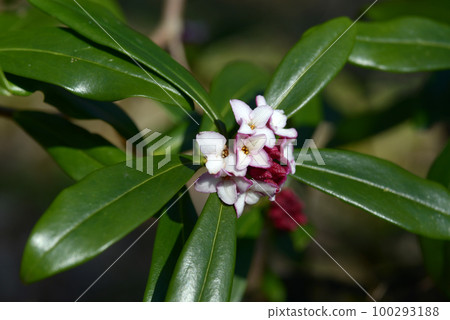 Zinbo紗布 100293188