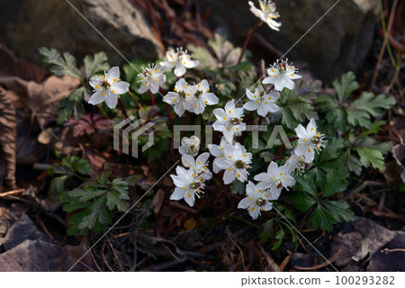 日向王連 日向王連 100293282