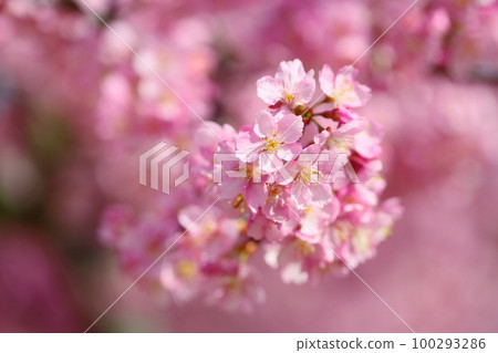 河津櫻花盛開 河津櫻花盛開 100293286