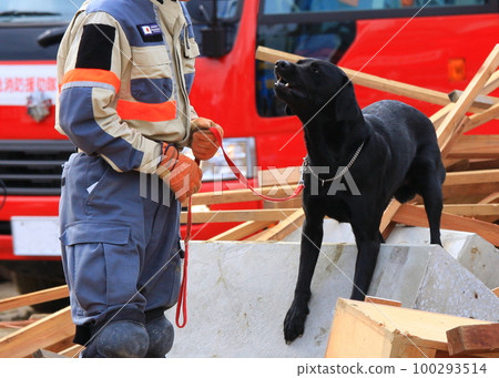 Rescue dog with black coat and handler (photographed at the disaster prevention training site) 100293514