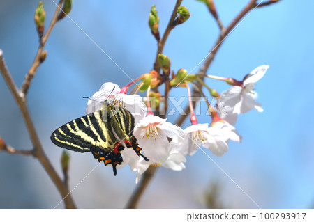日本梔子花和盛開的櫻花，一個前來吸蜜的新鮮男性個體 100293917
